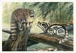 Raccoons
